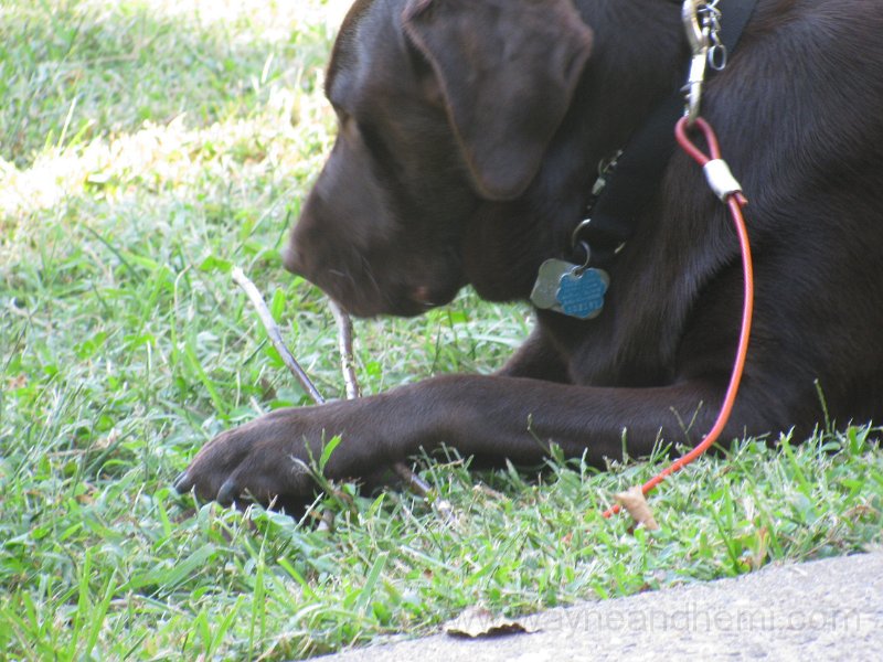 2010_09_11 Hemi Sticks_0002.JPG